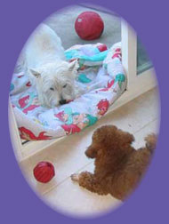 westie/poodle photo &ldquo;dog boarding&rdquo;