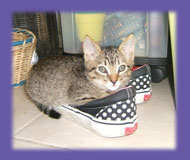 kitten in shoe “cat sitter”